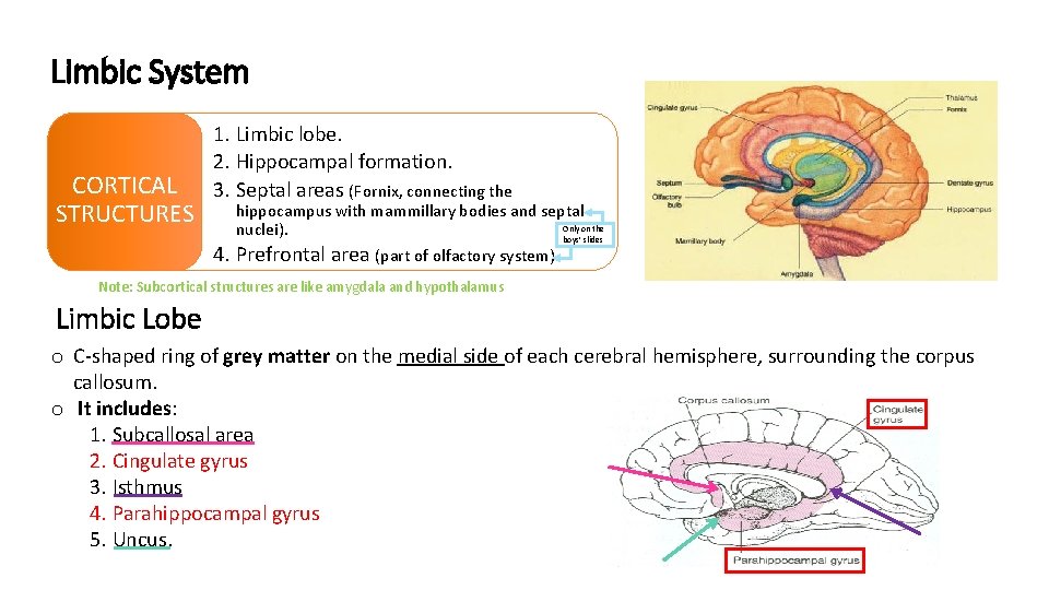 Limbic System CORTICAL STRUCTURES 1. Limbic lobe. 2. Hippocampal formation. 3. Septal areas (Fornix,