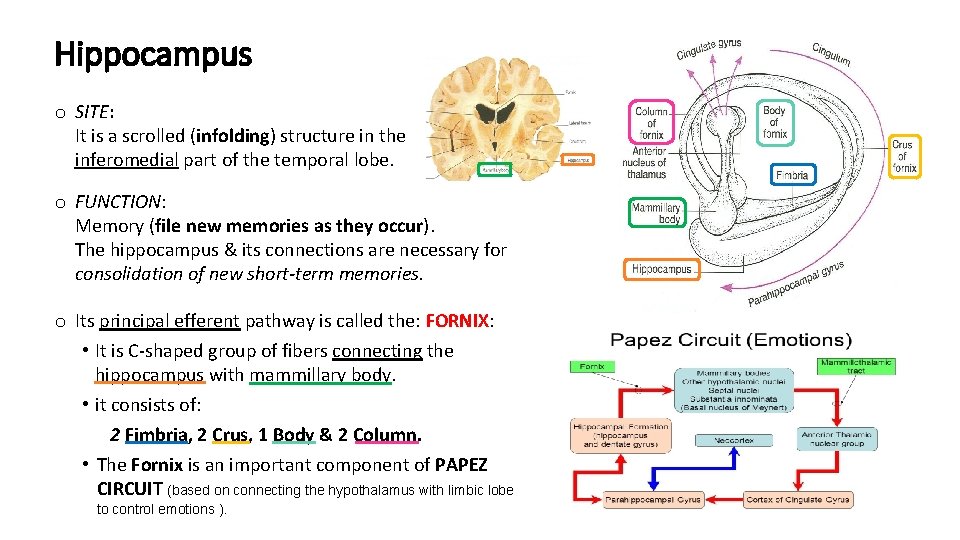 Hippocampus o SITE: It is a scrolled (infolding) structure in the inferomedial part of