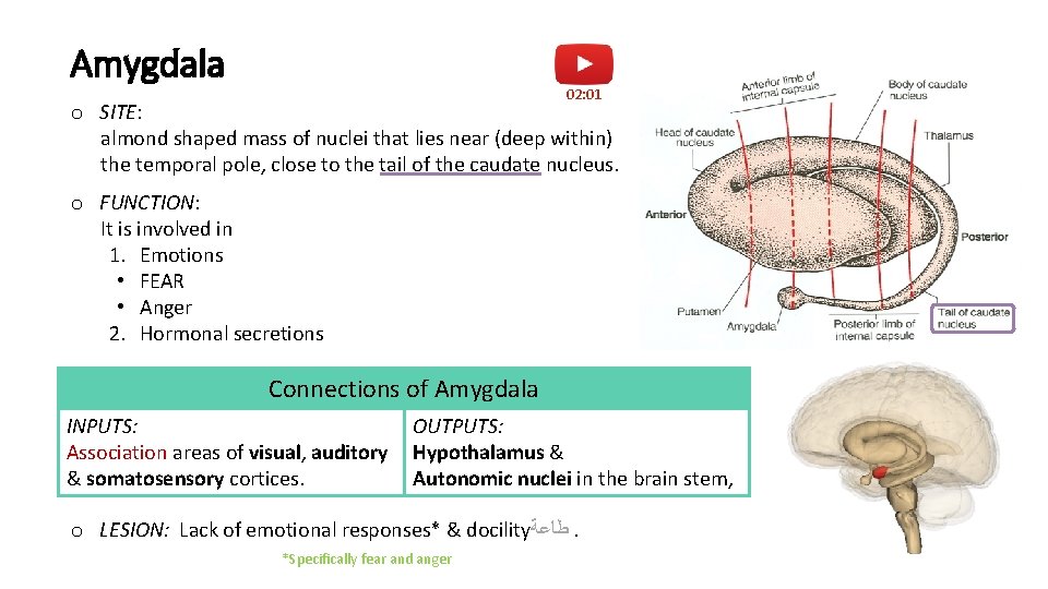 Amygdala 02: 01 o SITE: almond shaped mass of nuclei that lies near (deep