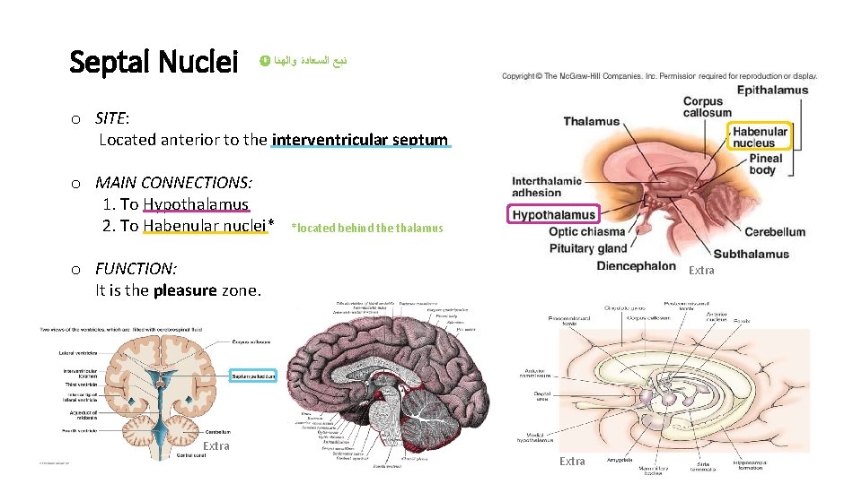 Septal Nuclei ﺗﺒﻊ ﺍﻟﺴﻌﺎﺩﺓ ﻭﺍﻟﻬﻨﺎ o SITE: Located anterior to the interventricular septum o