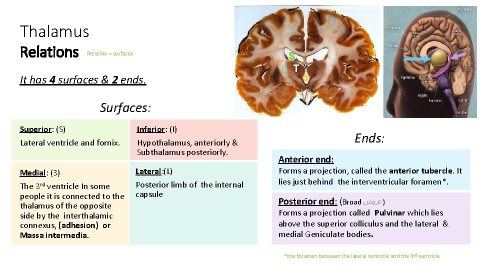 Thalamus Relation = surfaces It has 4 surfaces & 2 ends. S L T