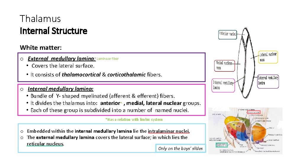 Thalamus Internal Structure White matter: o External medullary lamina: Lamina or fiber • Covers