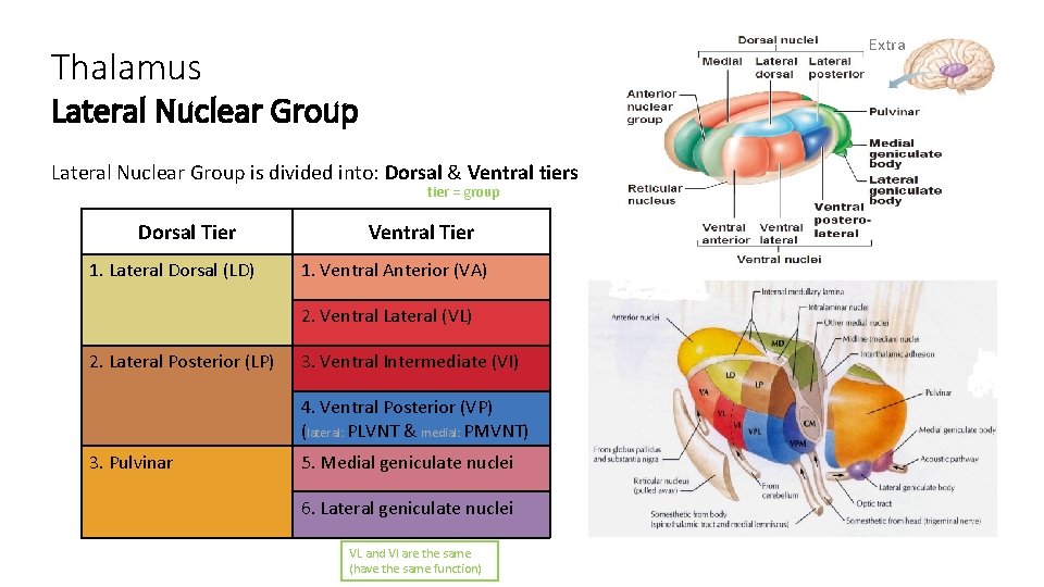 Extra Thalamus Lateral Nuclear Group is divided into: Dorsal & Ventral tiers tier =