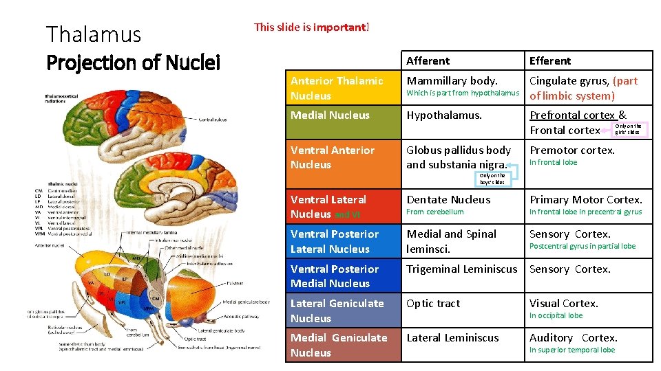 Thalamus Projection of Nuclei This slide is important! Afferent Efferent Anterior Thalamic Nucleus Mammillary