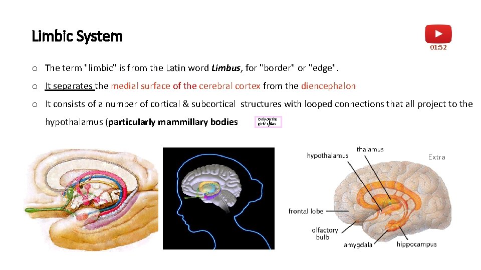 Limbic System 01: 52 o The term "limbic" is from the Latin word Limbus,