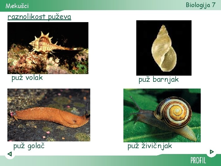 Biologija 7 Mekušci raznolikost puževa puž volak puž golač puž barnjak puž živičnjak 