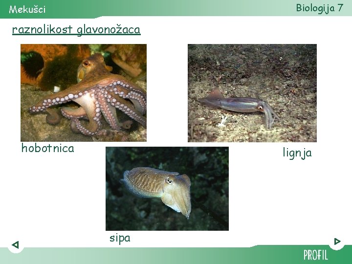Biologija 7 Mekušci raznolikost glavonožaca hobotnica lignja sipa 