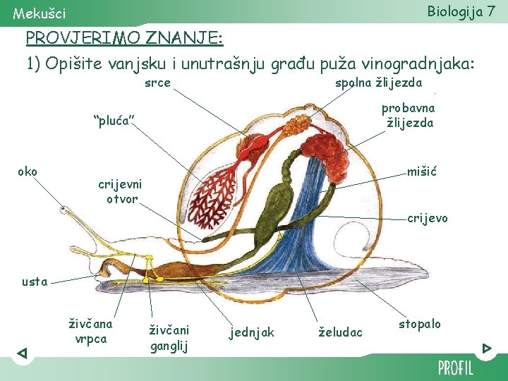 Biologija 7 Mekušci PROVJERIMO ZNANJE: 1) Opišite vanjsku i unutrašnju građu puža vinogradnjaka: srce