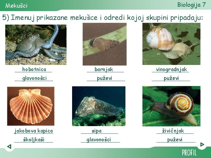 Biologija 7 Mekušci 5) Imenuj prikazane mekušce i odredi kojoj skupini pripadaju: hobotnica barnjak