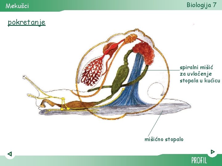 Biologija 7 Mekušci pokretanje spiralni mišić za uvlačenje stopala u kućicu mišićno stopalo 