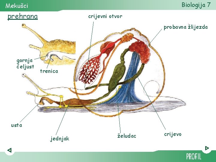 Biologija 7 Mekušci prehrana crijevni otvor probavna žlijezda gornja čeljust trenica usta jednjak želudac