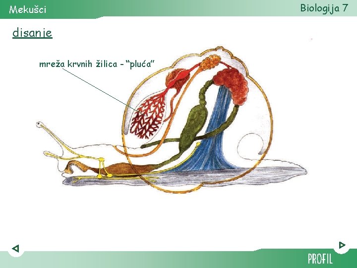 Mekušci disanje mreža krvnih žilica - “pluća” Biologija 7 