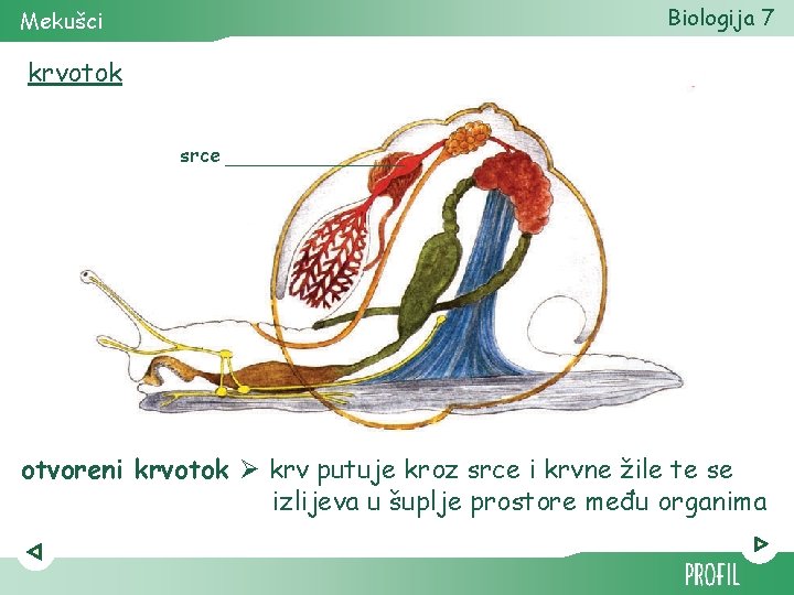 Biologija 7 Mekušci krvotok srce otvoreni krvotok Ø krv putuje kroz srce i krvne