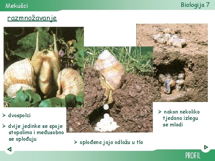 Biologija 7 Mekušci razmnožavanje Ø nakon nekoliko tjedana izlegu se mladi Ø dvospolci Ø