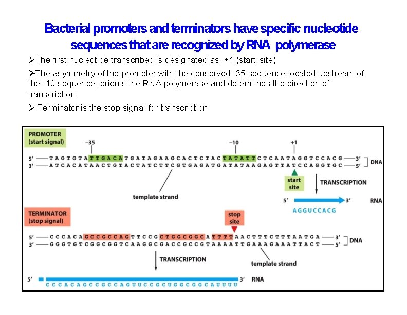 Bacterial promoters and terminators have specific nucleotide sequences that are recognized by RNA polymerase