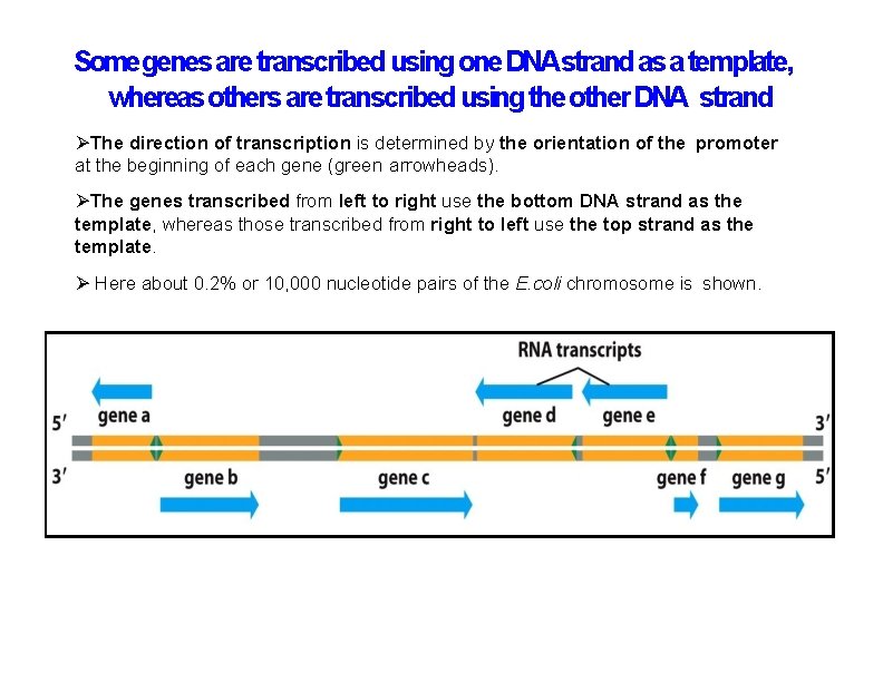 Somegenes are transcribed using one DNAstrand as a template, whereas others are transcribed using
