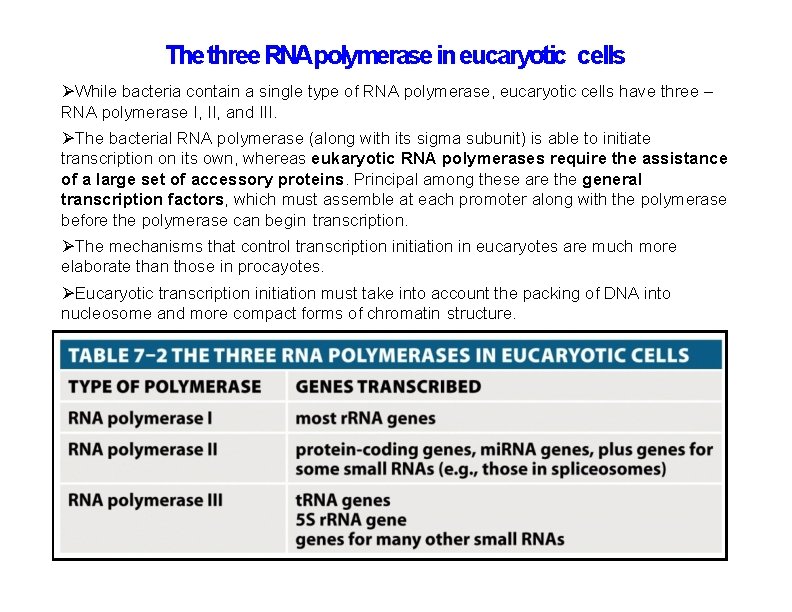 The three RNApolymerase in eucaryotic cells While bacteria contain a single type of RNA