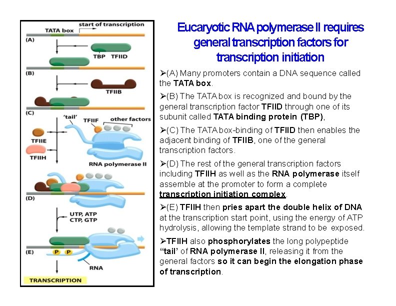Eucaryotic RNApolymerase II requires general transcription factors for transcription initiation (A) Many promoters contain