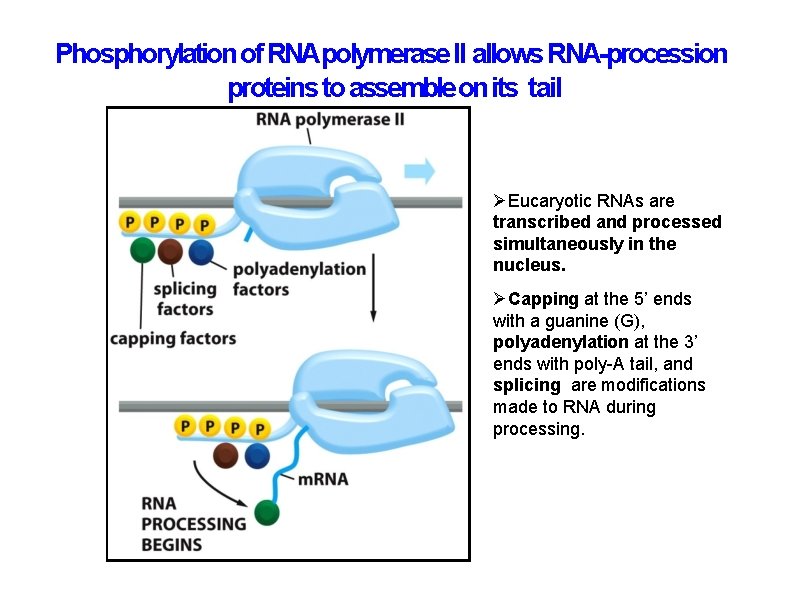 Phosphorylation of RNApolymerase II allows RNA-procession proteins to assemble on its tail Eucaryotic RNAs