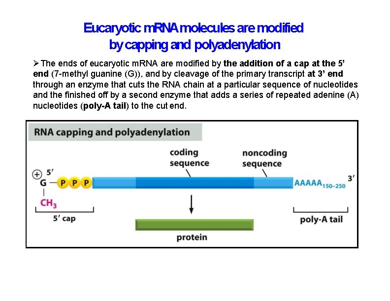 Eucaryotic m. RNAmolecules are modified by capping and polyadenylation The ends of eucaryotic m.