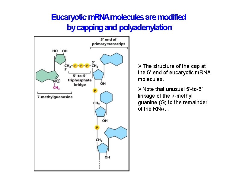 Eucaryotic m. RNAmolecules are modified by capping and polyadenylation The structure of the cap