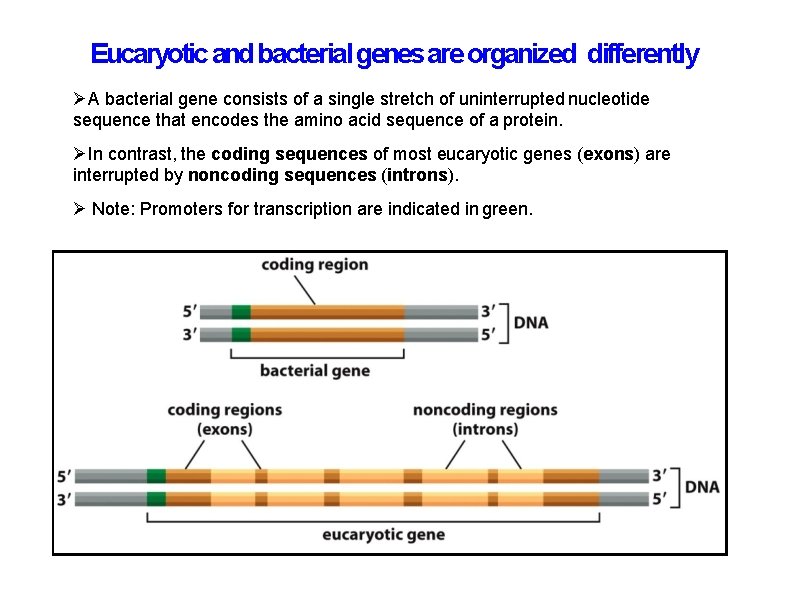 Eucaryotic and bacterial genes are organized differently A bacterial gene consists of a single