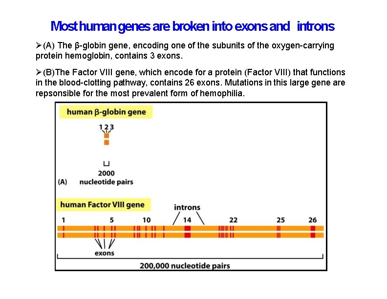 Most human genes are broken into exons and introns (A) The β-globin gene, encoding