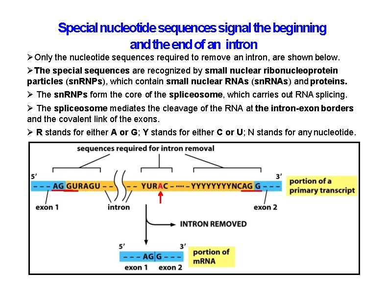 Special nucleotide sequences signal the beginning and the end of an intron Only the