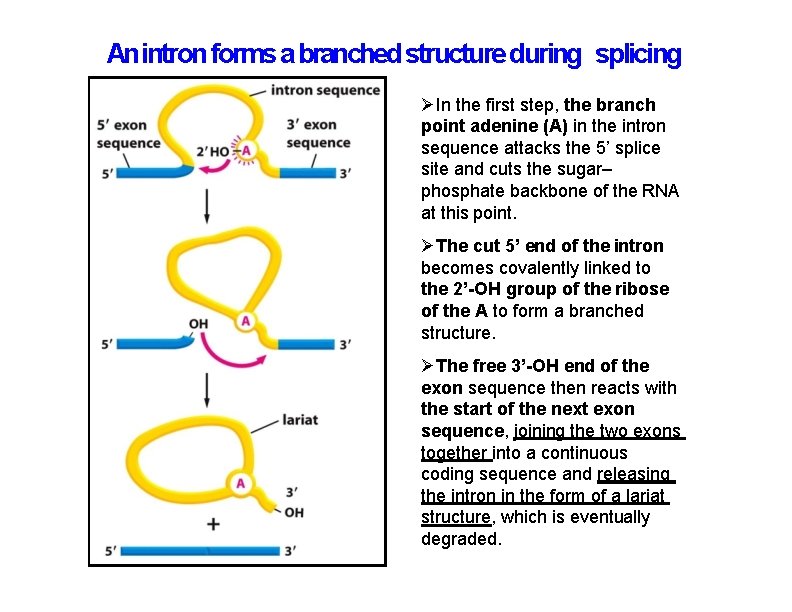 An intron forms a branched structure during splicing In the first step, the branch