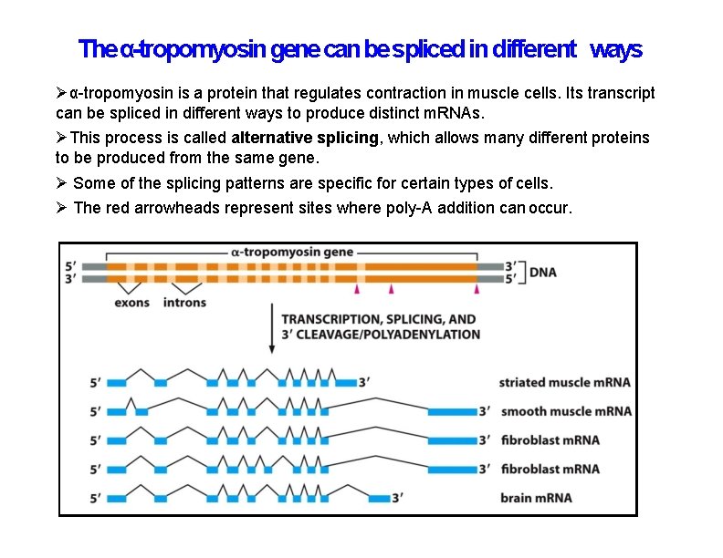 The α-tropomyosin gene can be spliced in different ways α-tropomyosin is a protein that