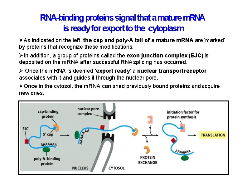 RNA-binding proteins signal that a mature m. RNA is ready for export to the