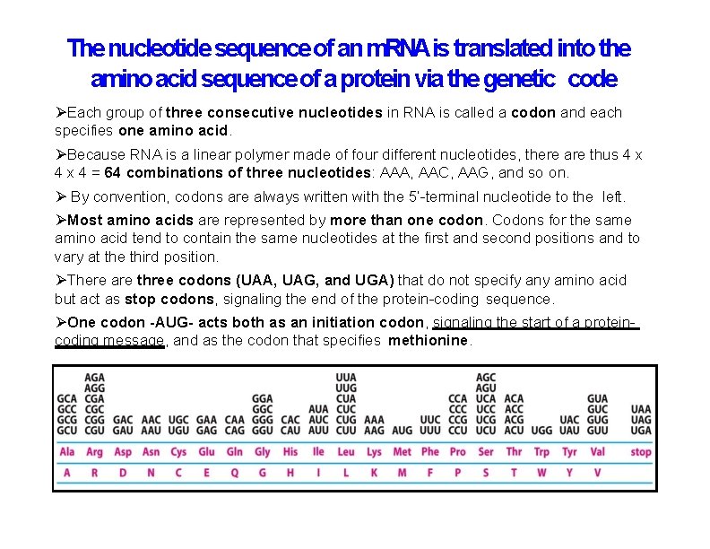 The nucleotide sequence of an m. RNAis translated into the amino acid sequence of