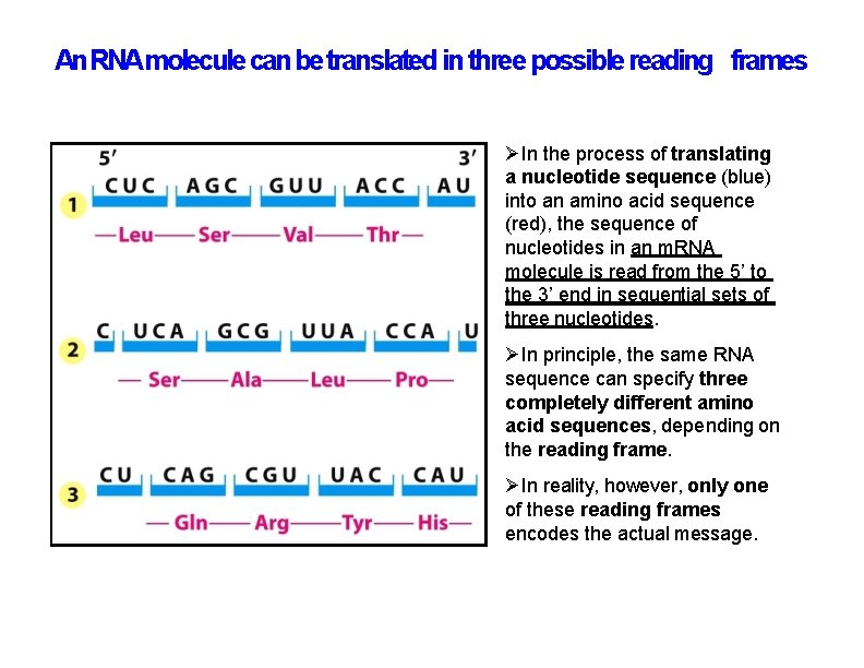 An RNAmolecule can be translated in three possible reading frames In the process of