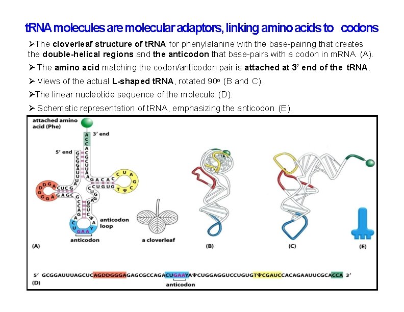 t. RNA molecules are molecular adaptors, linking amino acids to codons The cloverleaf structure