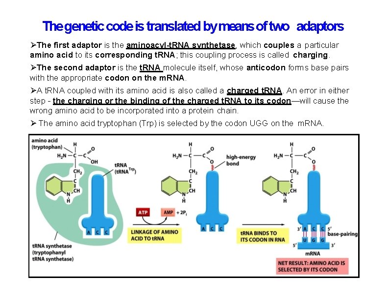 The genetic code is translated by means of two adaptors The first adaptor is