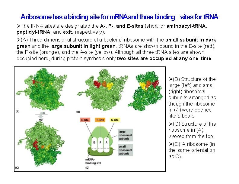 Aribosome has a binding site for m. RNAand three binding sites for t. RNA