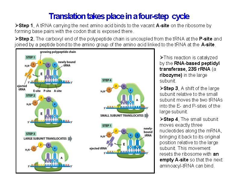 Translation takes place in a four-step cycle Step 1, A t. RNA carrying the