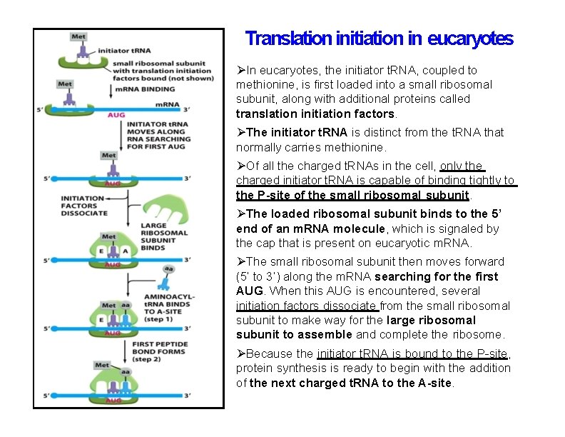 Translation initiation in eucaryotes In eucaryotes, the initiator t. RNA, coupled to methionine, is