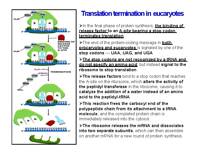 Translation termination in eucaryotes In the final phase of protein synthesis, the binding of