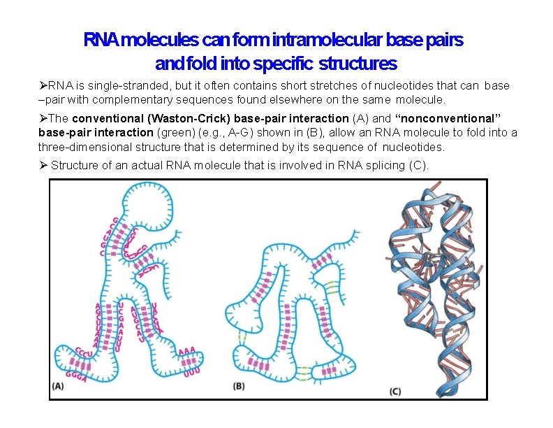 RNAmolecules can form intramolecular base pairs and fold into specific structures RNA is single-stranded,