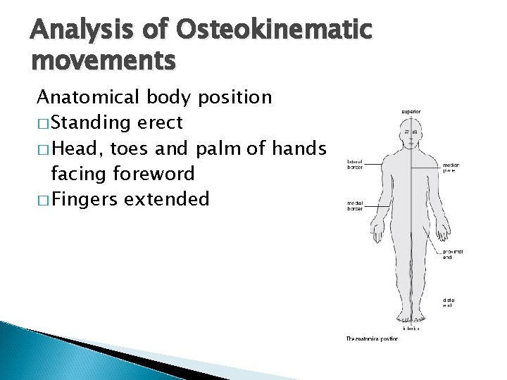 Analysis of Osteokinematic movements Anatomical body position � Standing erect � Head, toes and