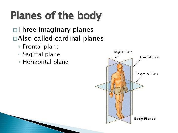 Planes of the body � Three imaginary planes � Also called cardinal planes ◦