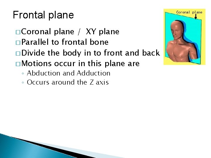 Frontal plane � Coronal plane / XY plane � Parallel to frontal bone �