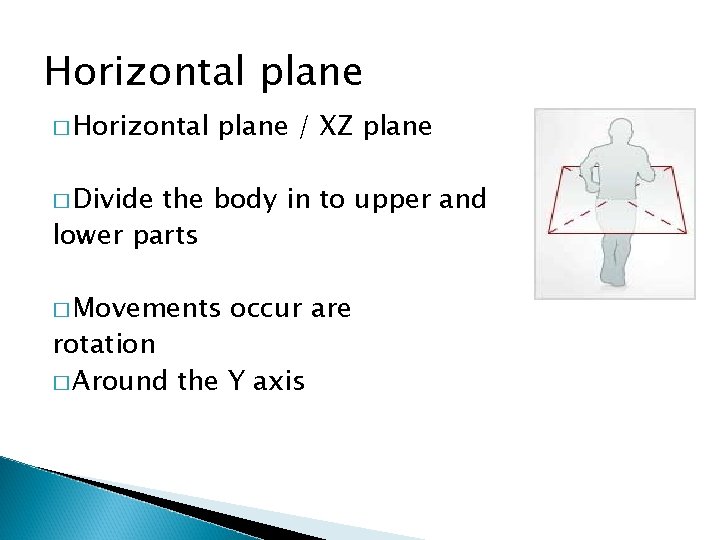 Horizontal plane � Horizontal plane / XZ plane � Divide the body in to
