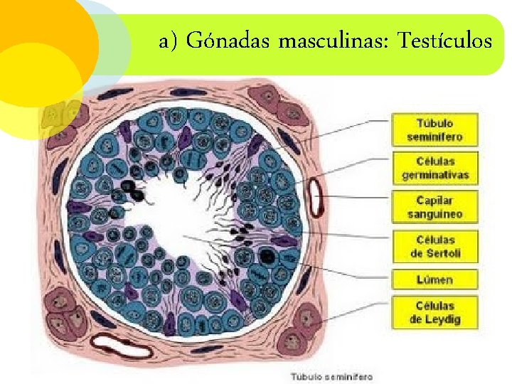 a) Gónadas masculinas: Testículos 