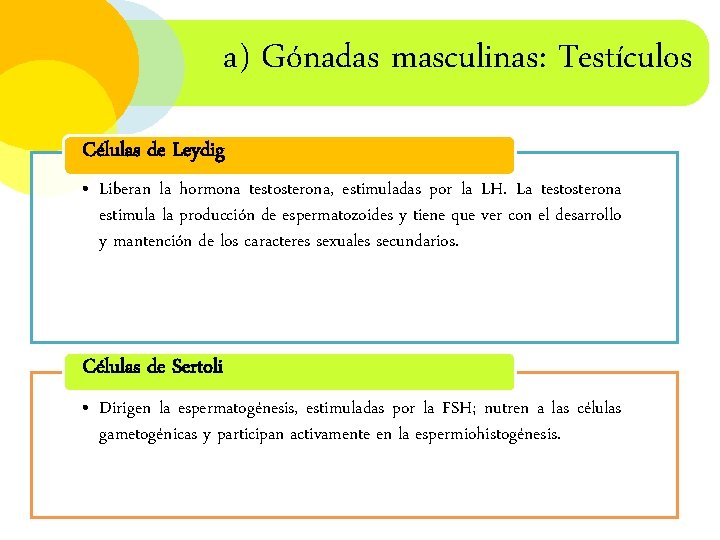 a) Gónadas masculinas: Testículos Células de Leydig • Liberan la hormona testosterona, estimuladas por