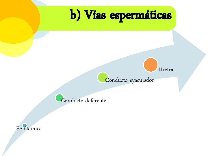 b) Vías espermáticas Conducto eyaculador Conducto deferente Epidídimo Uretra 