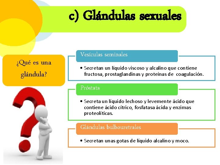 c) Glándulas sexuales ¿Qué es una glándula? Vesículas seminales • Secretan un líquido viscoso