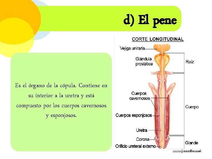 d) El pene Es el órgano de la cópula. Contiene en su interior a