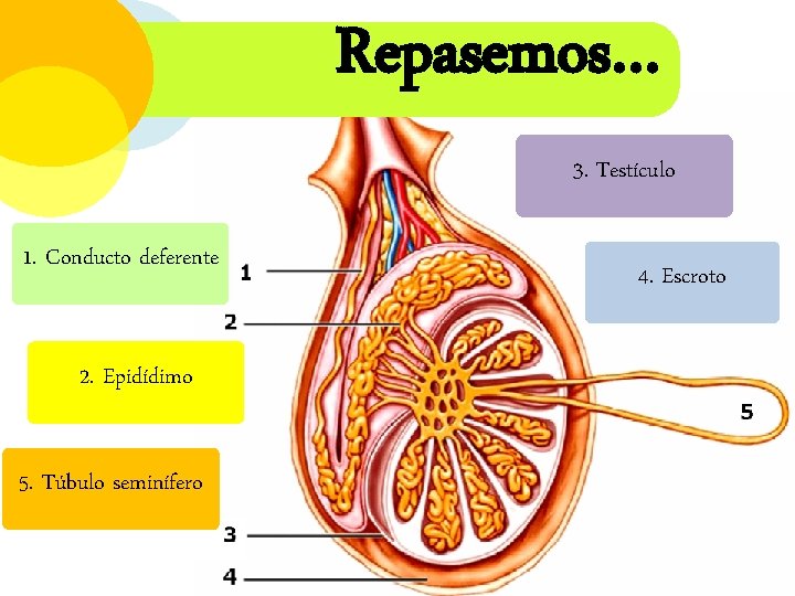 Repasemos… 3. Testículo 1. Conducto deferente 2. Epidídimo 5. Túbulo seminífero 4. Escroto 